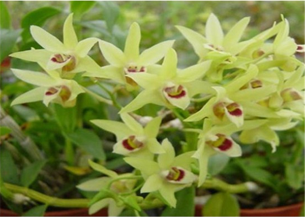 c鿴Ԕ(x)Ϣ(bio)}Herba Dendrodii Flower xΔ(sh)2822