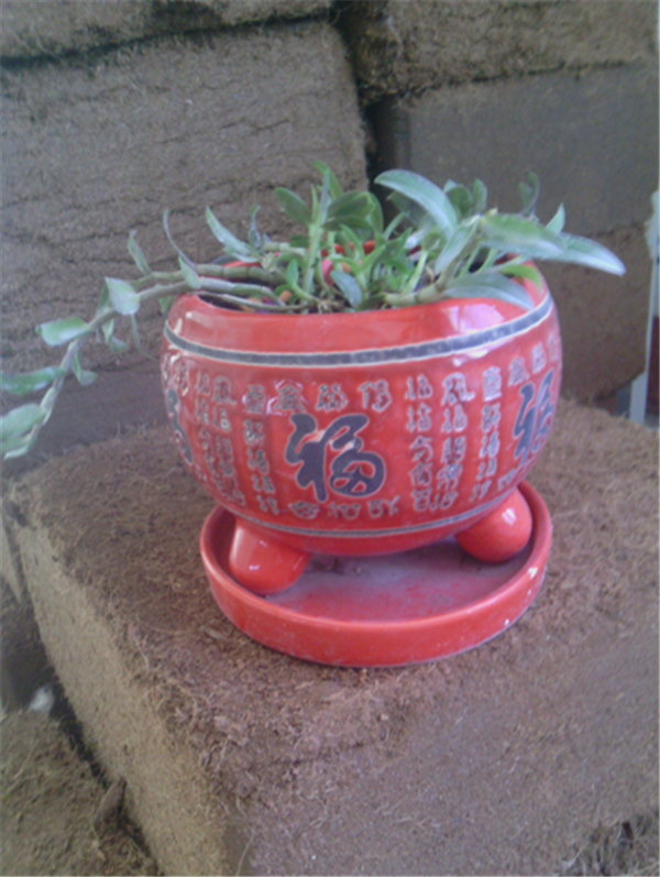 c鿴Ԕ(x)Ϣ(bio)}Herba Dendrodii Pot Seedlings xΔ(sh)2528