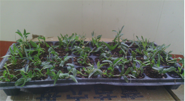 c鿴Ԕ(x)Ϣ(bio)}Herba Dendrodii Plug Seedlings xΔ(sh)2667